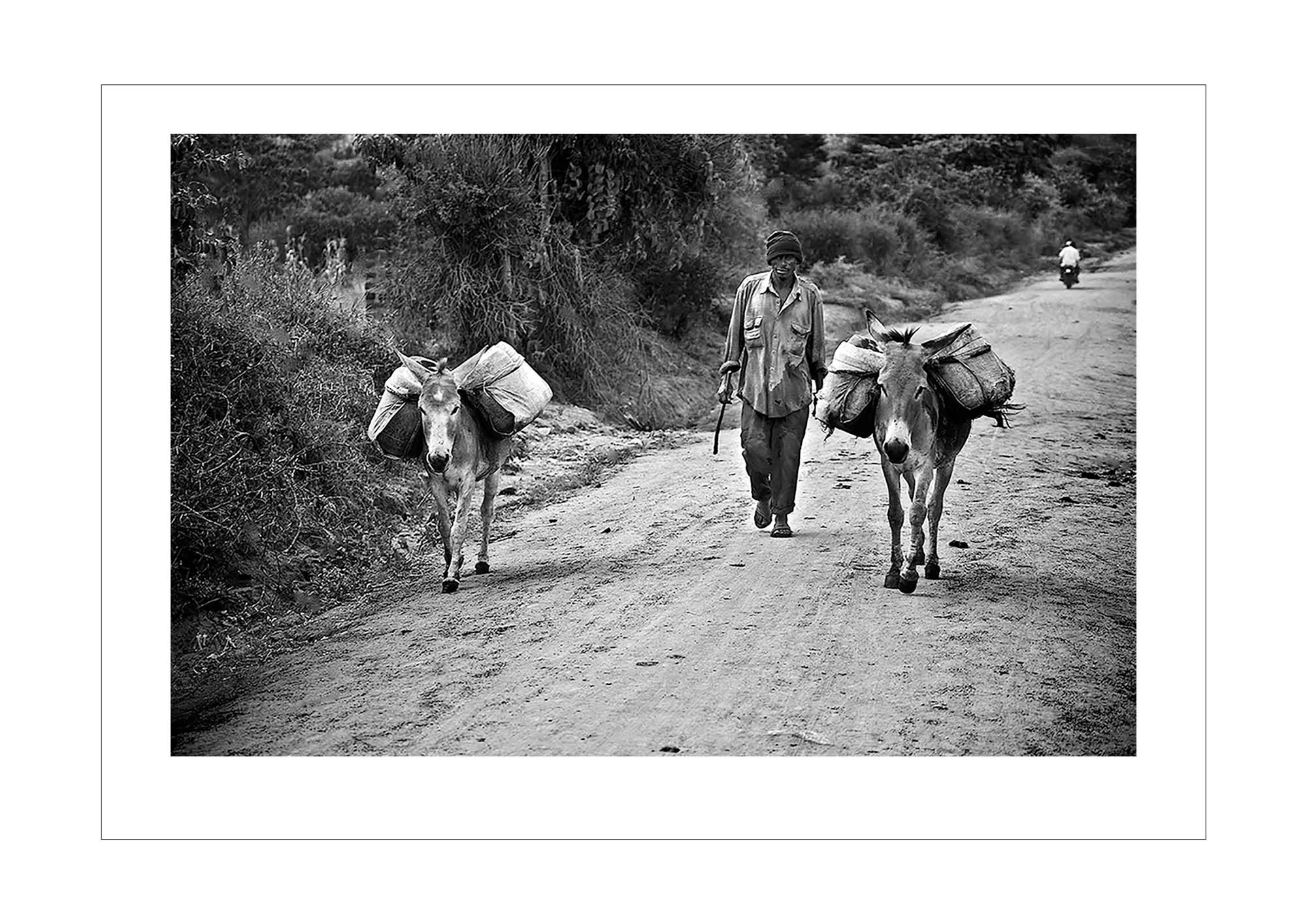 Donkeys