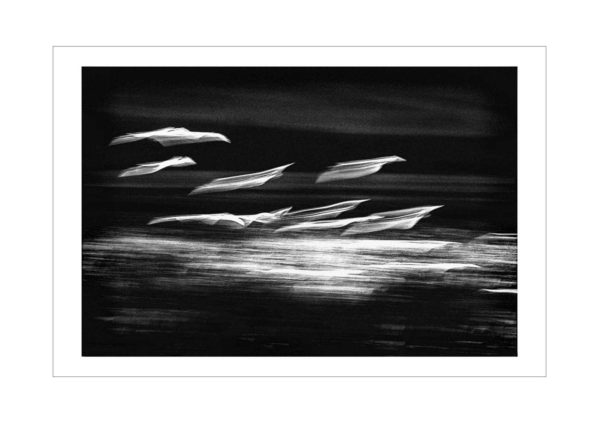 Egrets